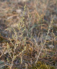 Artemisia fragrans