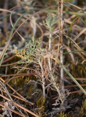 Artemisia fragrans
