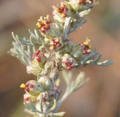 Artemisia fragrans