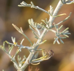 Artemisia fragrans