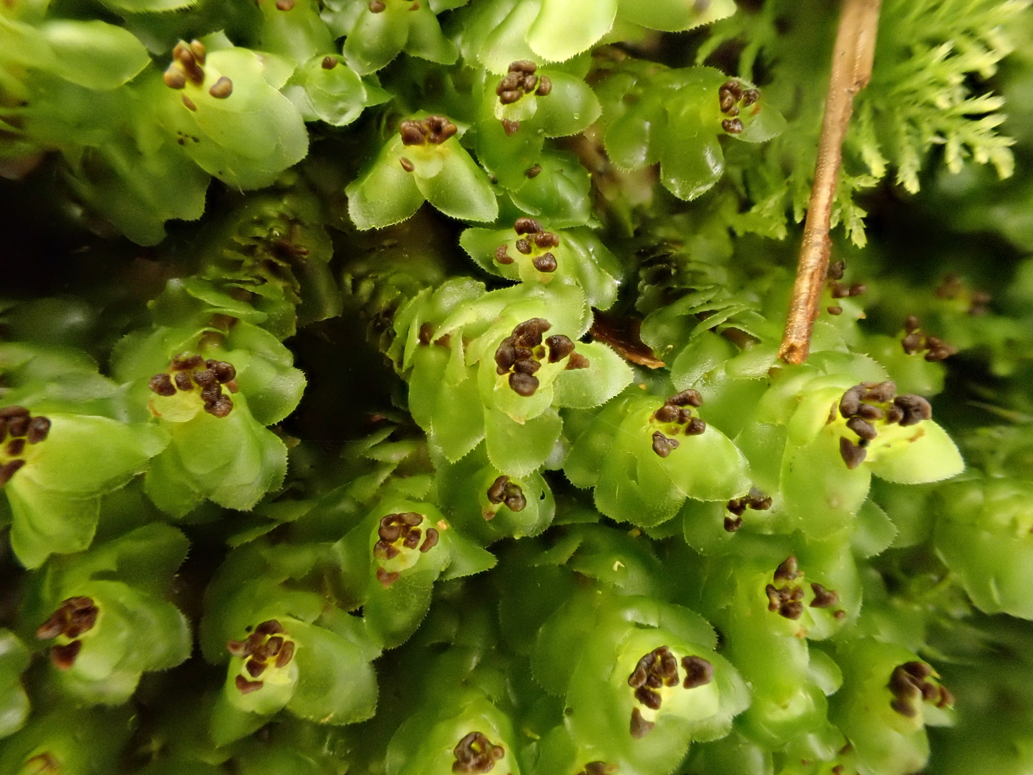 Scapania nemorea
