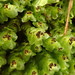 Grove Earwort - Photo (c) Stefan Gey, some rights reserved (CC BY-NC), uploaded by Stefan Gey