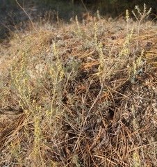 Artemisia taurica