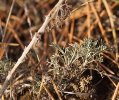 Artemisia taurica