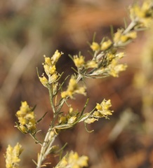 Artemisia taurica
