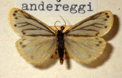 Setina