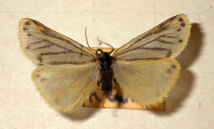 Setina