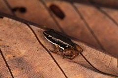 Silverstoneia flotator