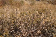 Echinops ritro ruthenicus