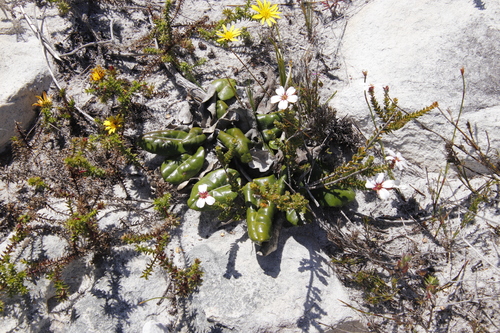 Image of Gerbera crocea by (c) Tony Rebelo, some rights reserved (CC BY-SA)