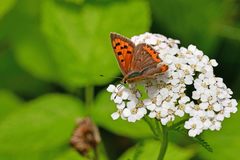 Lycaena phlaeas