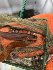 Gaidropsaridae