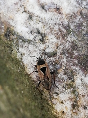 Xanthochilus quadratus