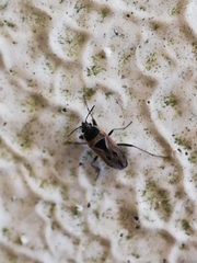 Xanthochilus quadratus