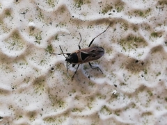 Xanthochilus quadratus