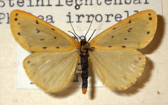 Setina