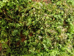 Fissidens gracilifolius