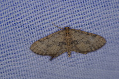 Poecilasthena scoliota