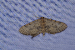 Poecilasthena scoliota
