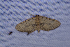 Poecilasthena scoliota