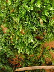 Rhynchostegium murale