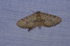 Poecilasthena scoliota