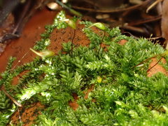 Rhynchostegium murale