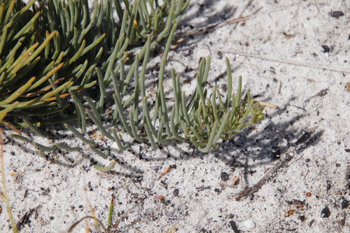 Image of Lebeckia meyeriana by (c) Tony Rebelo, some rights reserved (CC BY-SA)