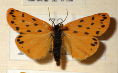 Setina