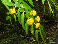 Azara lanceolata