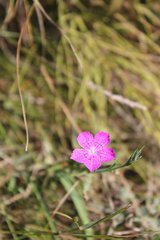 Dianthus armeria