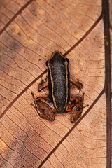 Silverstoneia flotator