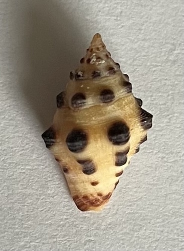Engina tabogaensis