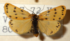 Setina
