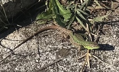 Podarcis ionicus