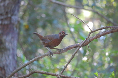 Pteroptochos castaneus
