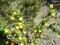 Berberis montana