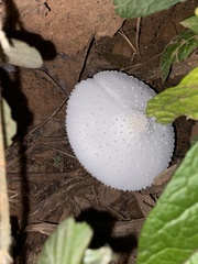 Leucocoprinus cretaceus