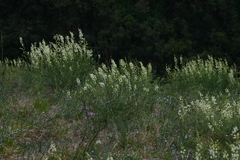 Astragalus katunicus