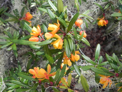 Berberis trigona