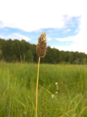 Alopecurus brachystachyus