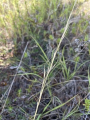 Aristida chaseae