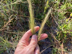 Aristida spiciformis