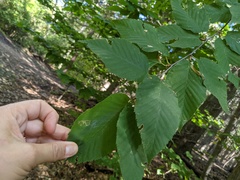 Agromyza aristata