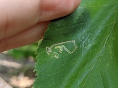 Agromyza aristata
