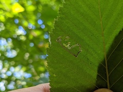 Agromyza aristata
