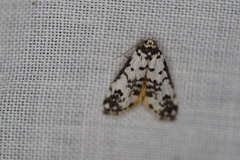 Thallarcha eremicola