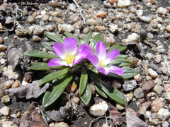 Calandrinia colchaguensis