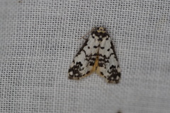 Thallarcha eremicola