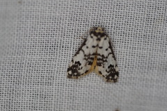 Thallarcha eremicola